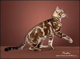 Black And Grey Tabby Kittens For Sale Silver Marbled Tabby Cat Seal Mink Snow Marbled Tabby Bengal Stud Cat Bengal Cat Bengal Cat Breeders Tabby Cat