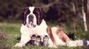 Advantix kills fleas, ticks, mosquitoes and chewing lice and likewise repels ticks, fleas, biting flies, and. Revolution Vs Frontline Comparing Pest Preventatives Petcarerx