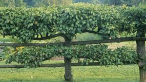For best productivity and easier maintenance, they are usually planted at an oblique angle. How To Grow Espalier Apple Trees Finegardening