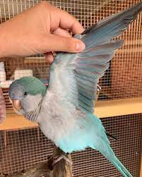 Browse through available doves for sale by aviaries, breeders and bird rescues. Quaker Parrot For Sale Monk Parrots For Sale Grey Breasted Parakeet