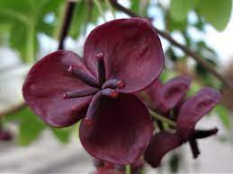 Akebia quinata chocolate vine eventually grows up to 8m in length, spread and height. Akebia Quinata Fingerblattrige Akebie Im Lubera Online Shop Kaufen