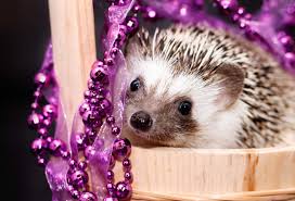 Baby hedgehog doesn't want a bath! 16 Fun Facts About Hedgehogs Mental Floss