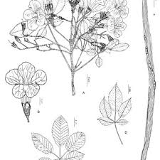 Image result for Handroanthus sp. near impetiginosus