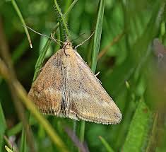Image result for Pyrausta aerealis