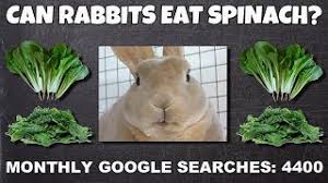 Can Rabbits Eat Spinach Rabbit Food Answers Youtube