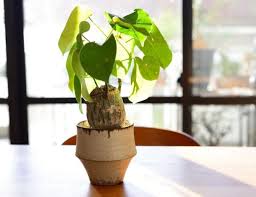 Image result for Pseudobombax