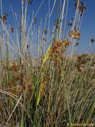 Image result for Juncaceae