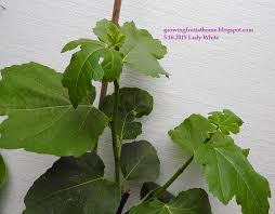 挿し木も簡単 鉢植えイチジクの木の育て方 おいしい鉢植え果樹の栽培育て方 自宅を果樹園に