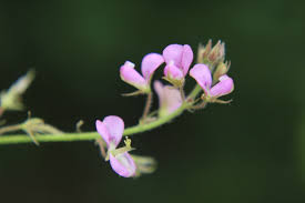 Image result for Desmodium scorpiurus