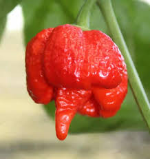 Price match guarantee · orders $69+ ship free · find exclusive sauces Trinidad Moruga Scorpion Hot Pepper Seeds Seeds N Such