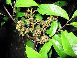 Image result for Ocotea