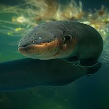 Electric Eel Anguille Electrique Electrophorus Electricus Types Of Eels Ocean Animals Deep Sea Creatures