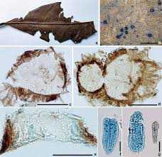 Image result for Synsepalum cerasiferum