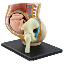 The purpose of our agency is a presentation our models of ages from 6 till 25. Pregnant Women Human Body 4d Life Size Human Female Pregnant Pelvis Anatomy Body Beginning Labor At Home In Chair Fernande Batista