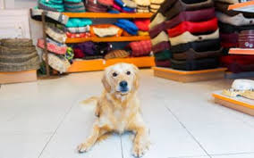 Waterbury has seen the job market decrease premium membership. Best Waterbury Dog Walking Ct Dog Walking And Pet Sitting Rco Pet Care Also Serving Naugatuck Oxford Middlebury Areas