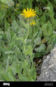 Image result for Macledium sessiliflorum