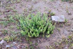 Image result for Lepidium bonariense