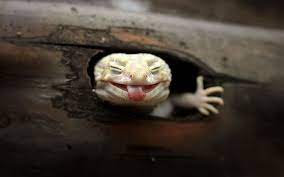 This Is Gucci And He Is A 6 Month Old Leopard Gecko Tremper Albino Leopard In Batam Indonesia Iguana Pet Leopard Gecko Horse Care