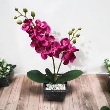 We did not find results for: Bunga Besar Harga Terbaik Dekorasi Perlengkapan Rumah Agustus 2021 Shopee Indonesia