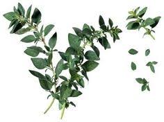 40 Ideas De Aceite De Oregano Oregano Aceite Remedios