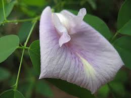 Image result for Clitoria kaessneri