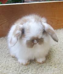 Img 5765 Rabbits For Sale Holland Lop Bunny