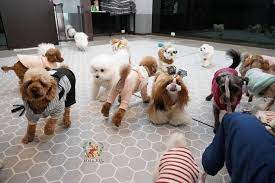 Gambar Anak Hewan Lucu Tk Khusus Anak Anjing Ini Bikin Gemes Tidur Siangnya Lucu Banget 11 Fo Anak Anjing Golden Retriever Anak Anjing Golden Hewan Lucu