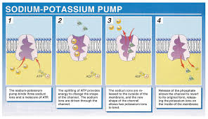 Check spelling or type a new query. How Does The Sodium Potassium Pump Work Socratic