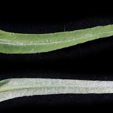 Image result for Helichrysum whyteanum