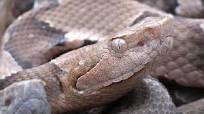 La víbora cabeza de COBRE, un tesoro de Luisiana!