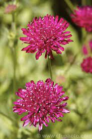 Knautia Macedonica Syn Scabiosa Rumelica Hort A Summer To Autumn Flowering Perennial Native To The Scrub Pink Perennials Beautiful Flowers Flower Photos