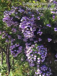 Image result for Psoralea