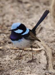 Pin By Emone On Oiseaux Birds Colorful Birds Pet Birds Australian Birds
