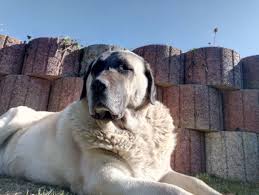kangal abar sivas kangal abar garden dogs retriever animals