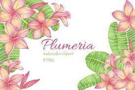 Tropical Flower Plumeria Frangipani Graphic By S Yanyeva Creative Fabrica Watercolor Clipart Plumeria Flowers Plumeria