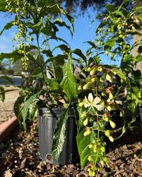 Image result for Clerodendrum abilioi