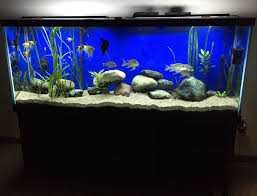 aquarium do's and don'ts