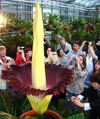 Die titanwurz in kerzers blüht. Botanischer Garten Basel Die Titanwurz Ist Tot Lange Lebe Die Titanwurz Warum Die Beruhmte Basler Stinkepflanze Einging