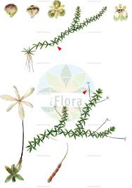 Image result for Hydrocharitaceae