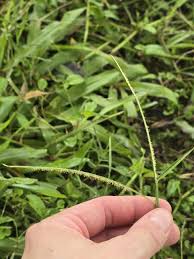 Image result for Paspalum conjugatum