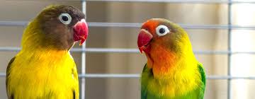 I am so excited that today's video is a collaboration with parrot playhouse! Can I Put My Two Pet Birds In The Same Cage West Coast Tropical