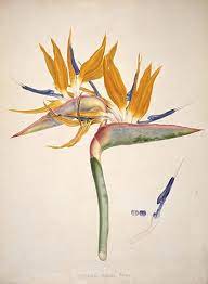 The Art Of Science In Pictures Plant Drawing Botanical Art Art