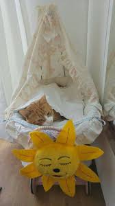 cat bebek kedi bebek