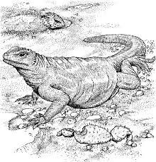 4,835 likes · 8 talking about this. Komodo Dragon Full Stomach Coloring Pages Download Print Online Coloring Pages For Free Color Nimbus