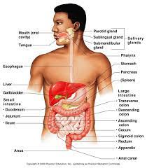 Human Digestive System Human Body Organs Anatomy Organs