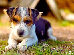 Image result for foxterier drsnosrstý