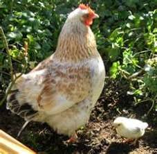 Erin huffstetler is the former frugal living expert for the balance and the balance careers. Video On How To Repel Chickens From Your Flower And Vegetable Gardens I 3 U Gals But Quit Eating My Veggies Chickens Backyard Pet Chickens Chicken Garden