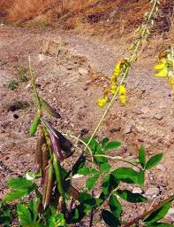 Image result for Crotalaria torrei