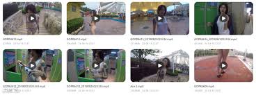 舌尖上的菊花：大胆水上乐园探险