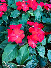 Image result for Impatiens wallerana